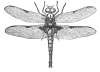 Dragon Fly graphic